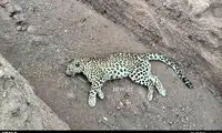 کنام‌ها قتلگاه شده‌اند!