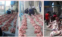 قربانی کردن ۵۷ رأس گوسفند برای دفع کرونا