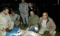 نجات یک پلنگ توسط محیط‌بانان مازندرانی