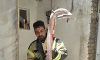 زنده‌گیری مار ۴متری در زنجان