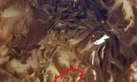 شکلات صبحانه با طعم کِرم!