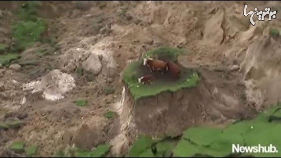 به دام افتادن سه گاو بعد از زلزله نیوزیلند