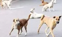 حمله سگ ولگرد به یک کودک در عسلویه 