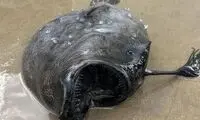 موجود سیاه عجیبی که در ساحل افتاده بود!