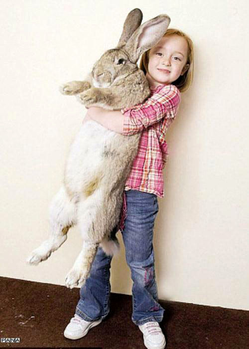 بزرگترین خرگوش جهان + عکس