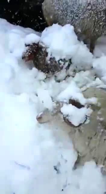 گرفتاری یک چوپان و گوسفندانش در برف سنگین