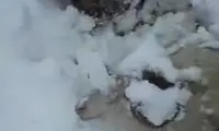 گرفتاری یک چوپان و گوسفندانش در برف سنگین