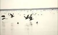 مهاجران زیبا و بین المللی گلستان/ گزارش تصویری