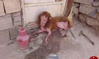 کشف حیوانی عجیب شبیه شیر در ملایر