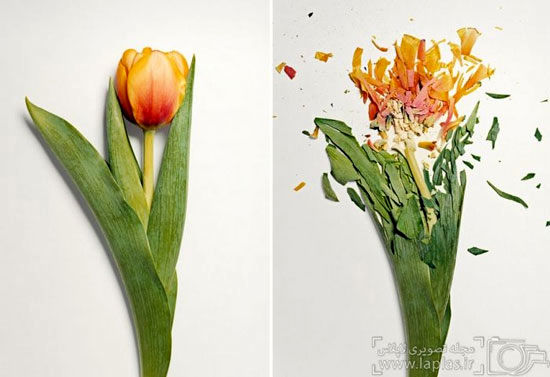 عکس: گل های شکسته در نیتروژن