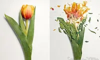 عکس: گل های شکسته در نیتروژن