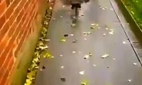 رفتار جالب یک جغد خانگی!