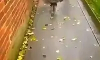 رفتار جالب یک جغد خانگی!