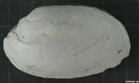 تاریخ بشر از اول نوشته می شود؟ +عکس