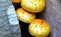 قارچ هايي که تابحال نديده ايد +عکس