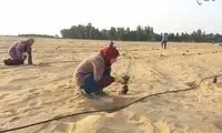 جنگل 200 هکتاری در کویر مصر!