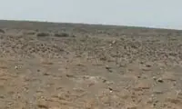 تصاویری از ثبت تصویر دو یوزپلنگ ایرانی در جاجرم