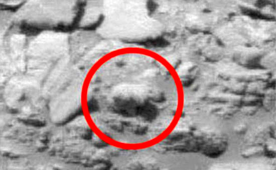 یک خرس در مریخ! +عکس