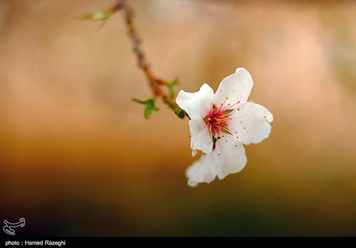 طراوت اردیبهشتی طبیعتِ ابهر