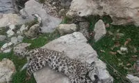 تلف شدن دو توله پلنگ ایرانی در «چرام»