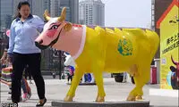 نمایشگاهی هنری با موضوع گاو! +عکس
