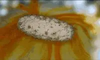 قرص‌ها چگونه در بدن تجزیه می شوند