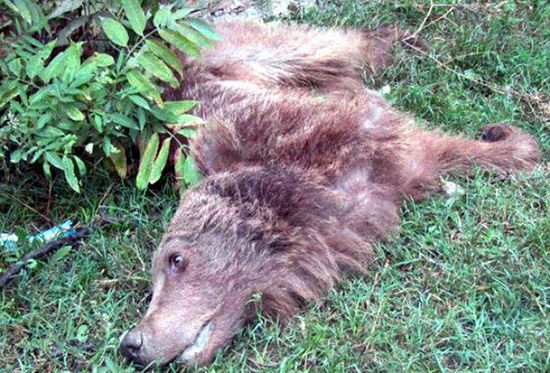 خرس قهوه‌ای با گلوله در بندرگز کشته شد