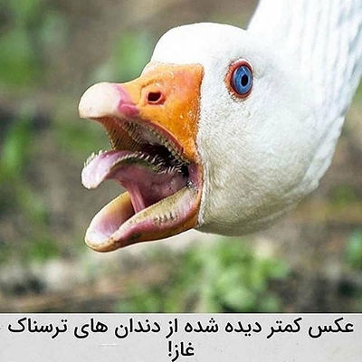 عکس‌هایی که تابه‌حال ندیده‌اید!