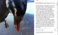نقد پریناز ایزدیار به بازار فریدونکنار