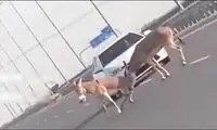 تصویر دوستی متفاوت یک خر پربازدید شد