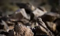 جغد سنگی ایرانی +عکس
