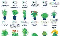 با نگهداری این گل ها از آلودگی هوا فرار کنید!