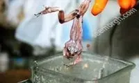 خواندن این مطلب جرات می خواهد!/عکس18+