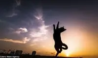 تصاویری از گربه کونگ فوکار ژاپنی!