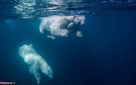 ماجراجویی برای عکاسی از خرس ها