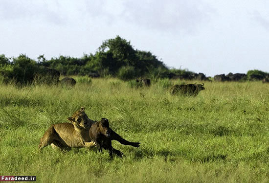 نبرد گاومیش شجاع با گله شیرها +عکس
