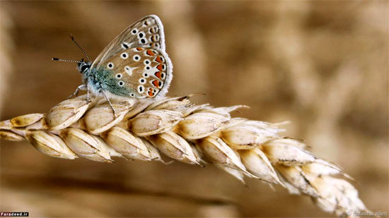 زیبایی جهان در یک قاب کوچکتر +عکس