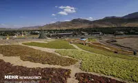 برداشت انگور و استحصال کشمش در ملایر
