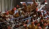 ترکش‌های جنگ به تخم‌مرغ رسید!