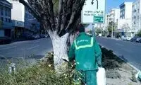 شهروندان از لمس این درختان خودداری کنند