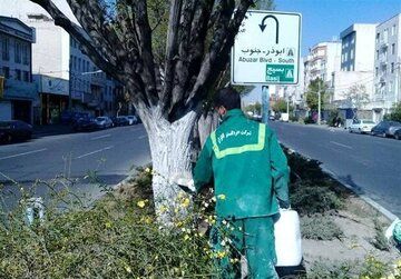 شهروندان از لمس این درختان خودداری کنند