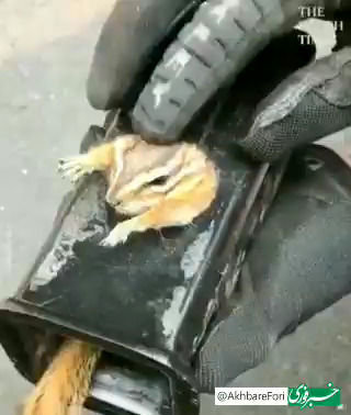 عملیات نجات یک سنجاب بازیگوش از داخل یک لوله فلزی!