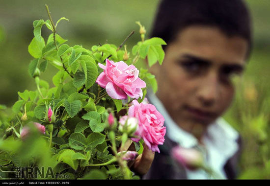 عکس: برداشت گل محمدی