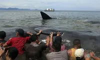 خودکشی نهنگ ها در اندونزی