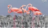 برندگان خیره کننده مسابقه عکاس پرندگان سال 2017