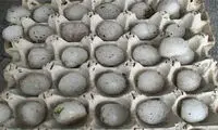 بارش تگرگ به بزرگی تخم مرغ در مشگین شهر