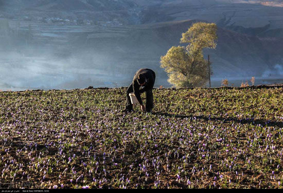 برداشت زعفران در شرق استان گلستان