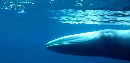 نادرترین نهنگ جهان شکار دوربین شد