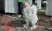 مرغی که 15 میلیون فروخته شد! +عکس