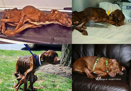 نجات سگ بیچاره از مرگ حتمی +عکس